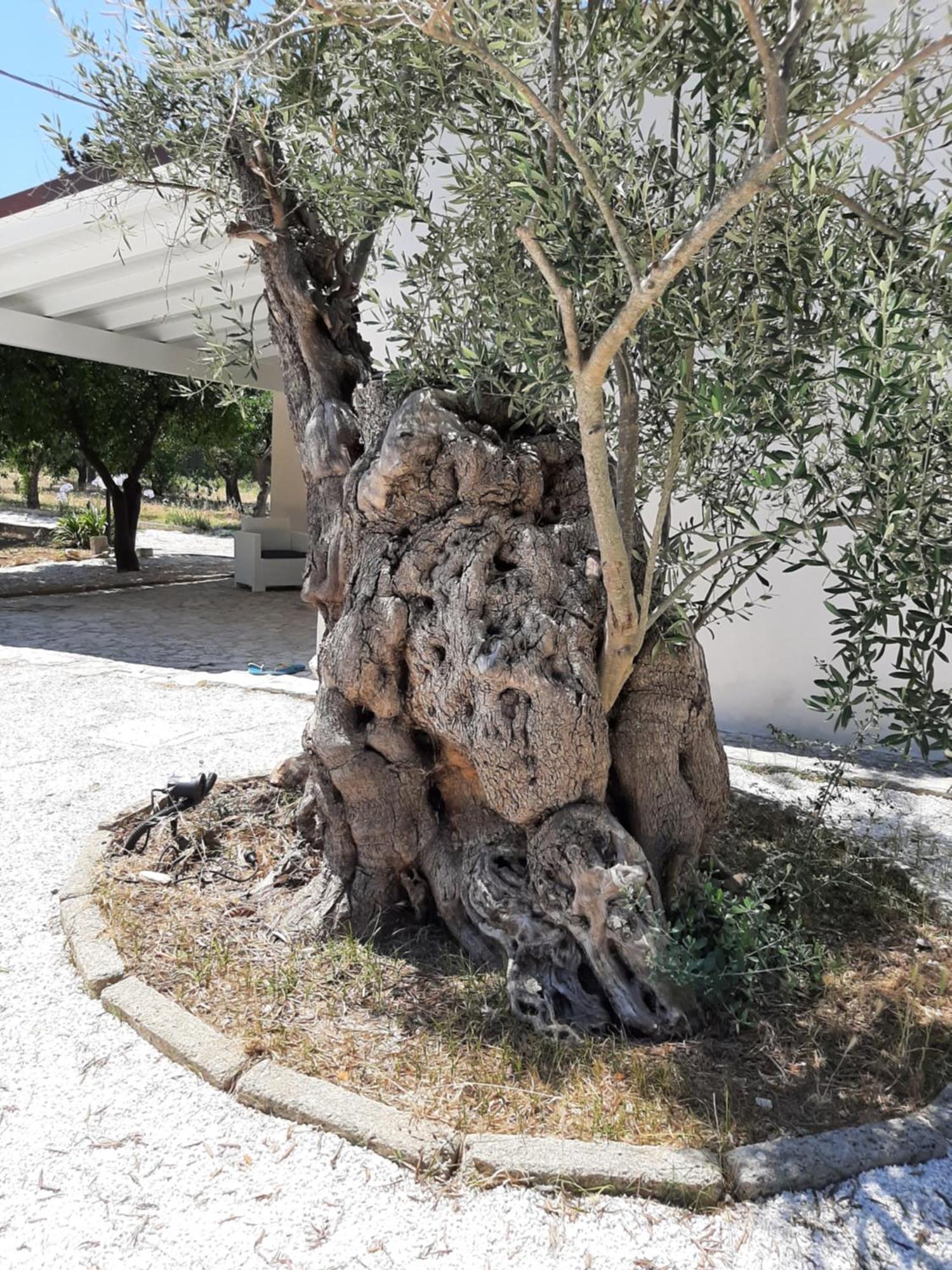 Tenuta Pizzi سان بييترو فيرنوتيكو المظهر الخارجي الصورة